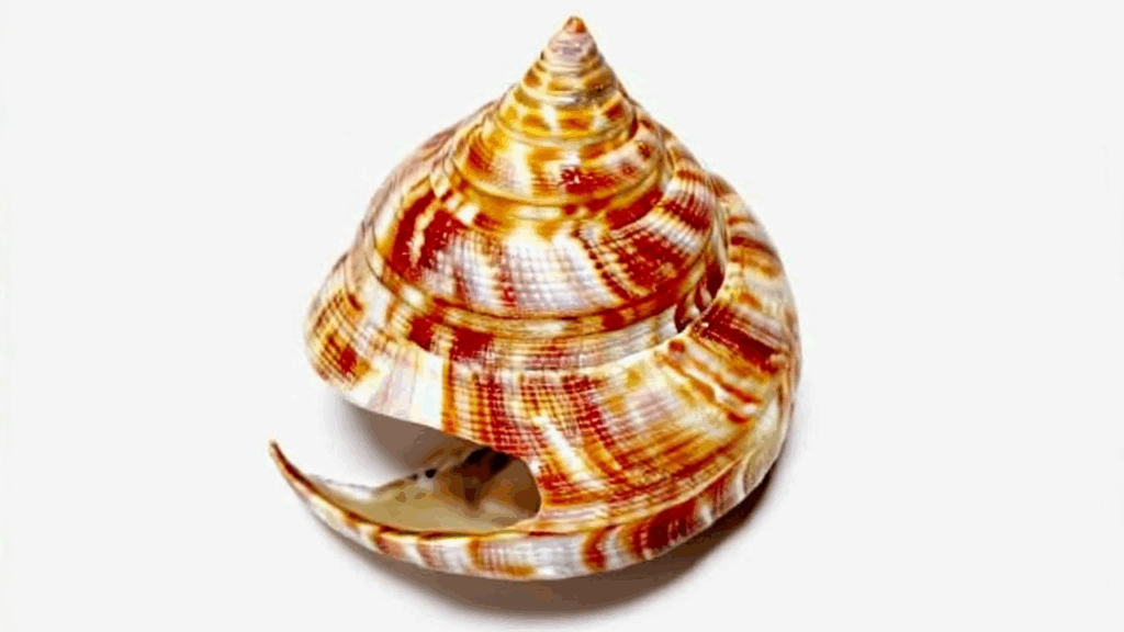 Emperor's Slit Shell