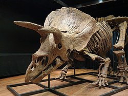 An image of the famous "Big John" skeleton of a Triceratops