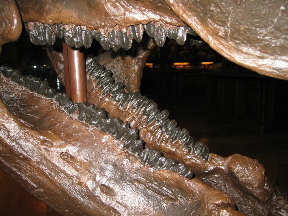 Close up image of a Triceratops fossil's mouth displaying rows of teeth